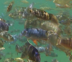 Labeotropheus