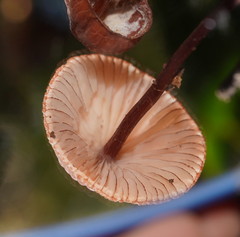 Mycena kuurkacea
