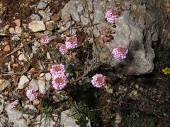 Aethionema saxatile ovalifolium