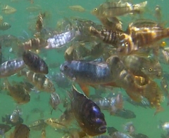 Labeotropheus