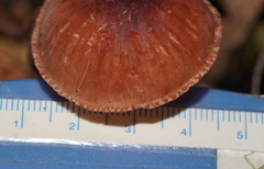 Mycena kuurkacea