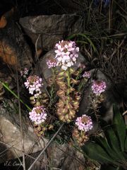 Aethionema saxatile ovalifolium