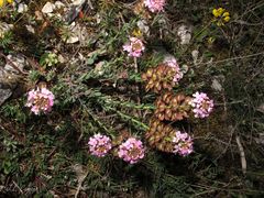 Aethionema saxatile ovalifolium