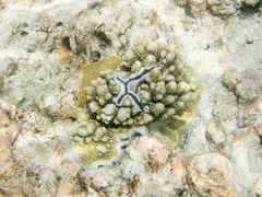 Acropora gemmifera
