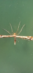 Amblyptilia acanthadactyla