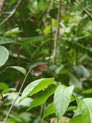Euploea eyndhovii gardineri