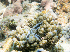 Acropora gemmifera