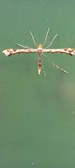 Amblyptilia acanthadactyla