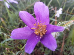 Pulsatilla bungeana