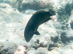 Novaculichthys taeniourus