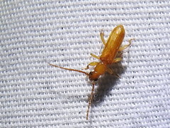 Smodicum cucujiforme