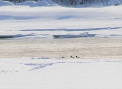 Bucephala clangula clangula