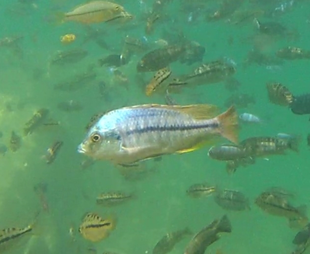 Kirk's hap (Protomelas kirkii) — Cichlidae