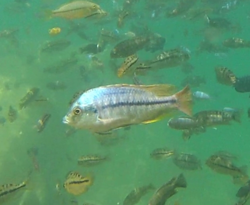 Kirks utaka (Protomelas kirkii) — Cichlidae