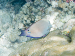 Acanthurus nigrofuscus