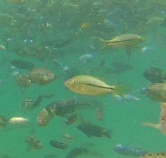 Dimidiochromis kiwinge