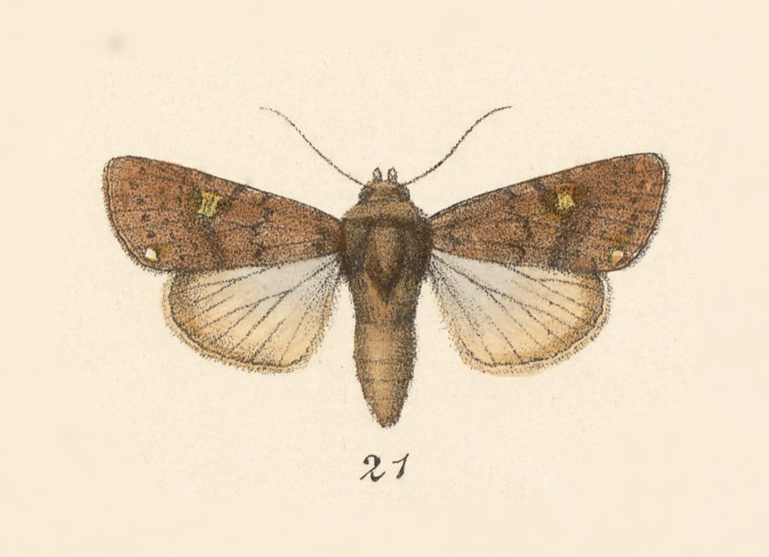 Eriopyga monilis