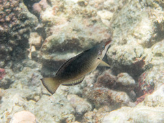 Gomphosus caeruleus