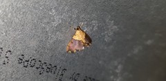 Agrotera basinotata
