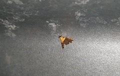 Agrotera basinotata