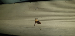 Agrotera basinotata