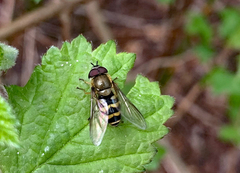 Parasyrphus lineolus