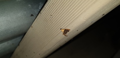 Agrotera basinotata