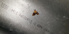 Agrotera basinotata