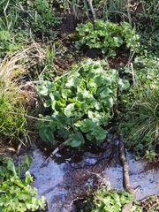 Caltha palustris palustris