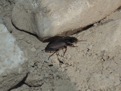 Harpalus distinguendus distinguendus