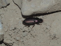 Harpalus distinguendus distinguendus