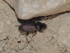 Harpalus distinguendus distinguendus
