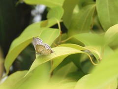 Catochrysops panormus exiguus