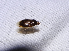 Deraeocoris davisi