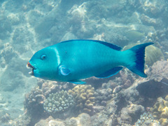 Chlorurus enneacanthus