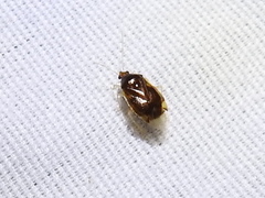 Deraeocoris davisi
