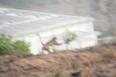 Semnopithecus hypoleucos