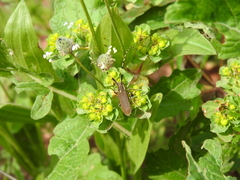 Agapanthia annularis