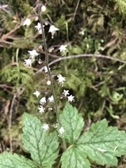 Tiarella trifoliata trifoliata