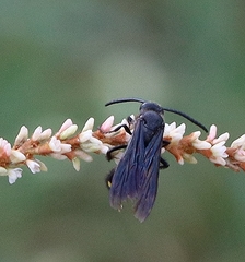 Laeviscolia frontalis