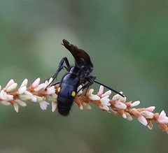 Laeviscolia frontalis