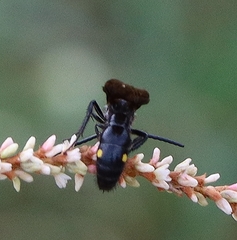 Laeviscolia frontalis