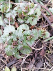 Glechoma hederacea