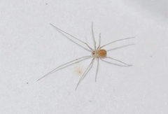 Spermophora senoculata