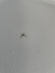 Philodromus