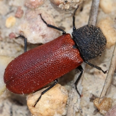 Bostrichus capucinus