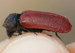 Bostrichus capucinus