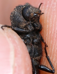 Bostrichus capucinus