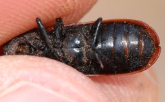 Bostrichus capucinus