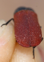 Bostrichus capucinus